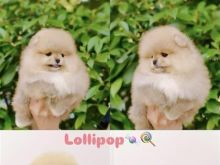 I am selling Pomeranian puppies