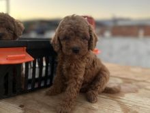 Toy Poodle