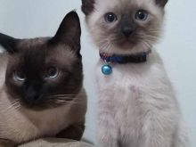 Kotele Siamese