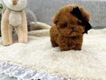 Mini poodle puppies for sale