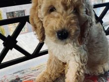 poodle