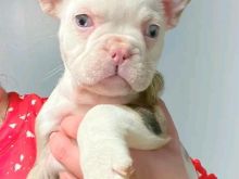 French bulldog puppies available