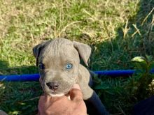 BLUE NOSE PITBULL SY KALTER