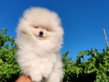 Pomeranian boo OFERTE
