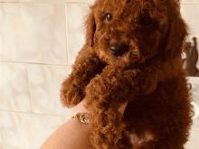 Toy Poodle