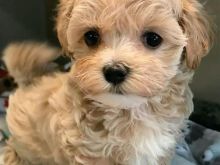 Maltipoo puppies available