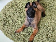 Malinois Pastor Belg