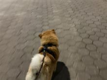Qen chowchow