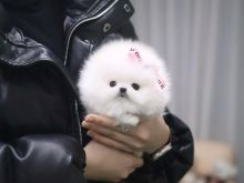 Mini Pomeranian