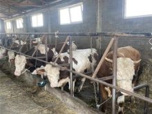 Shiten 15 Copa Lor ekstra me garancion 10 bika prej 350-600
