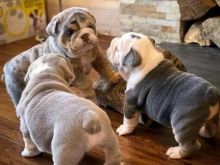 English Bulldog puppies for rehoming