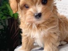 Maltipoo puppies for sale