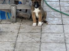 german shepherd mix Akita  Femer