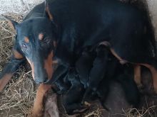 Doberman