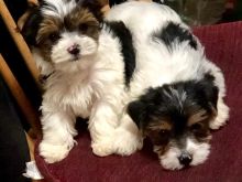 Biewer Yorkies for sale