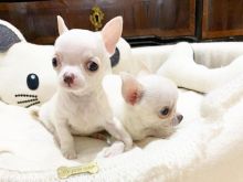 Chihuahua  for sale