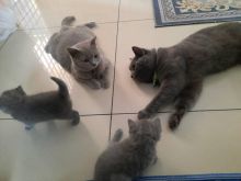 British Shorthair kittens