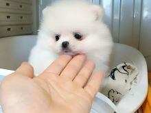 Pomeranian puppies