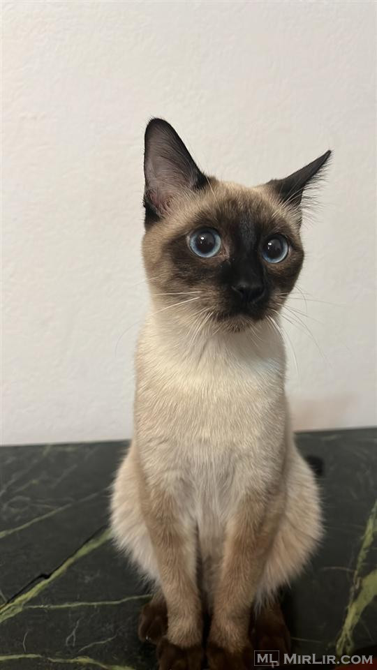 Siamese