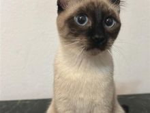Siamese