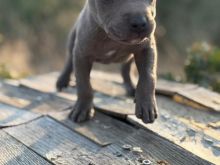 Blue-nose Pitbull