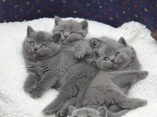 British Shorthair kittens