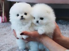 Pomeranian puppies available