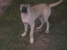 Kangall