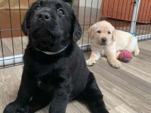 Labrador retriever puppies for sell