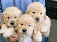 Golden retriever puppies