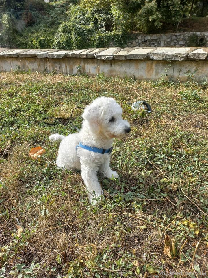 Mini Pudle