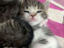 Kotele per adoptim