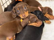 Dachshund puppy for rehoming