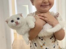 scottish fold