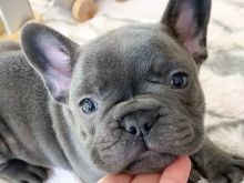 French bulldog puppies available