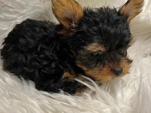 Yorkie puppies available