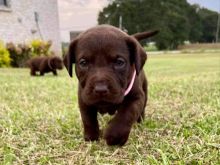 Labrador retriever puppies for sell