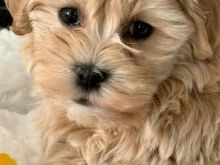 Maltipoo puppies available