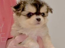 Chihuahua  for sale