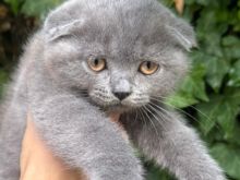 Scottish fold oferte