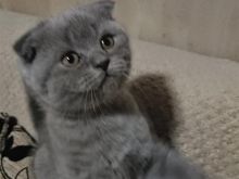 Scottish fold shitet
