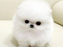 Pomeranian puppies available