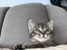 Kotele per adoptim falas