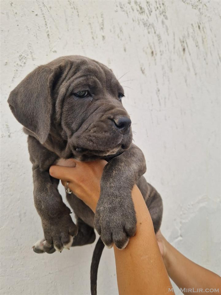 Cane corso