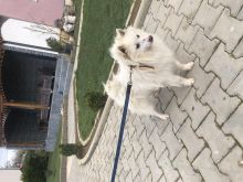 Qeni mini spitz