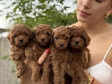 Red toy poodle origjinal