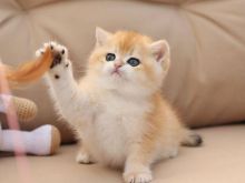 British shorthair