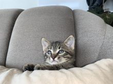 Kotele per adoptim falas
