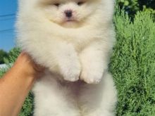 Pomeranian Boo