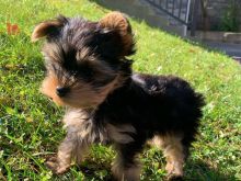 Yorkie puppies available